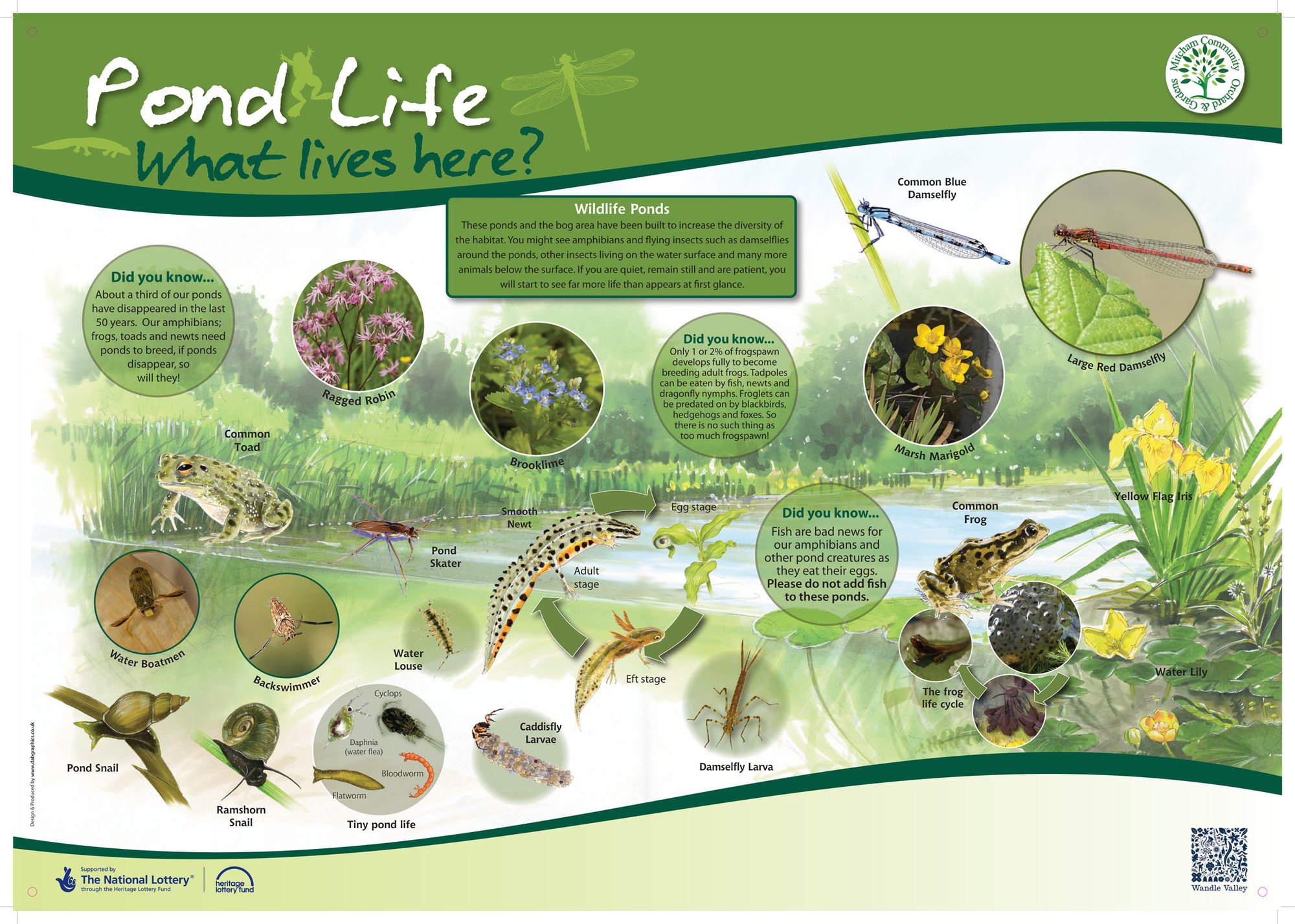 Pond Life at Mitcham Community Orchard • Wandle Valley
